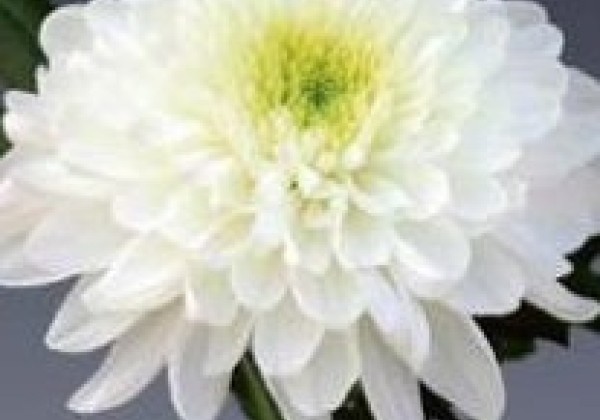 Chrysanthemum, daudzziedu Zembla White