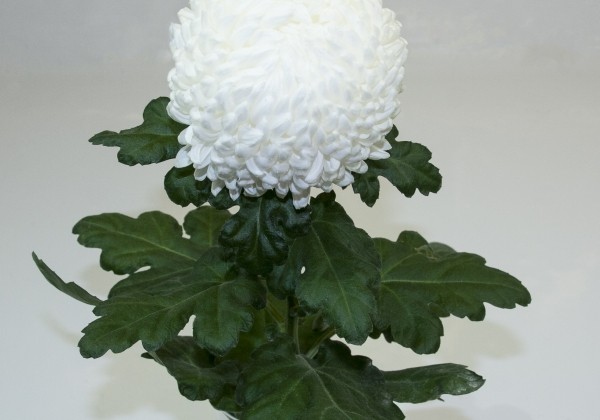 Chrysanthemum, lielziedu Kibo