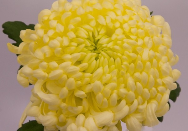 Chrysanthemum, lielziedu Vienna Cream