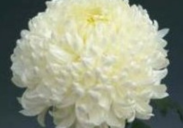 Chrysanthemum, lielziedu Fred Shoesmith