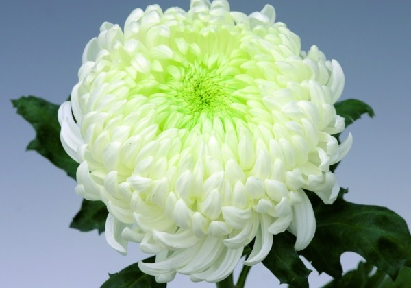 Chrysanthemum, lielziedu May Shoesmith White