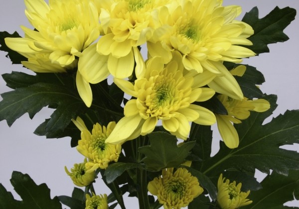 Chrysanthemum, daudzziedu Zembla Sunny