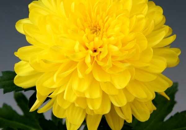 Chrysanthemum, lielziedu Palisade Yellow