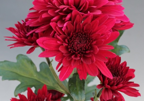 Chrysanthemum, daudzziedu Barca