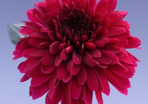 Chrysanthemum, daudzziedu Barca