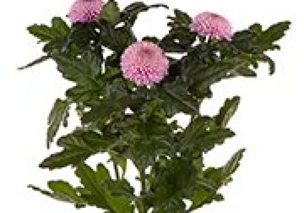 Chrysanthemum, daudzziedu Blake