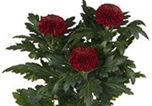 Chrysanthemum, daudzziedu Avron