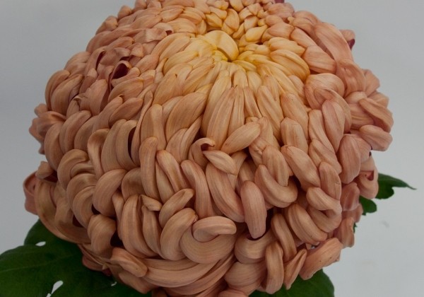 Chrysanthemum, lielziedu Vienna Copper