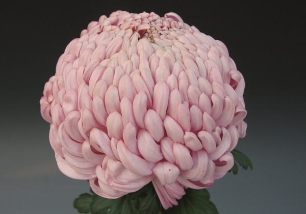 Chrysanthemum, lielziedu Vienna Pink