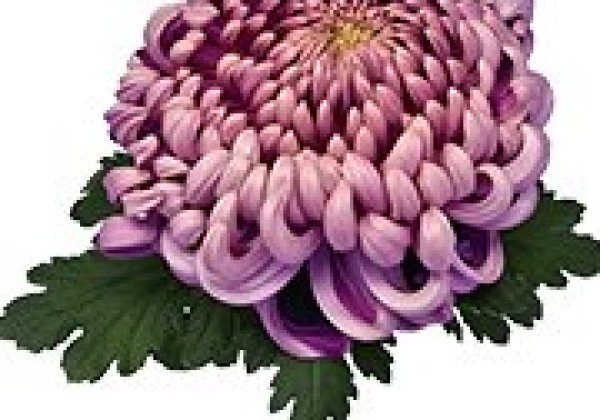 Chrysanthemum, lielziedu Vienna Salmon
