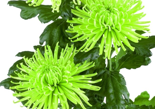 Chrysanthemum, lielziedu Anastasia Dark Green