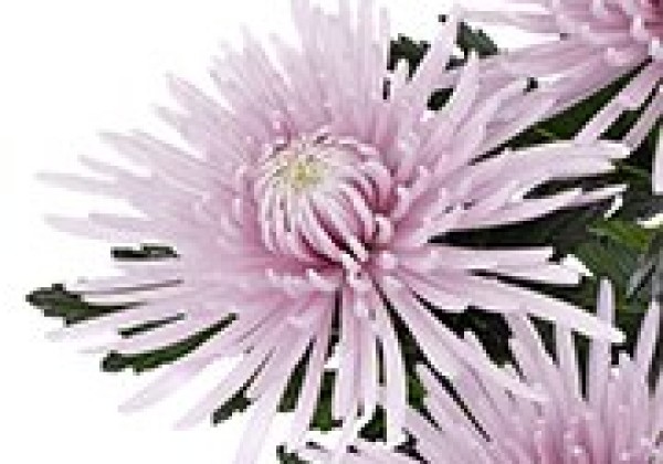 Chrysanthemum, lielziedu Cipria