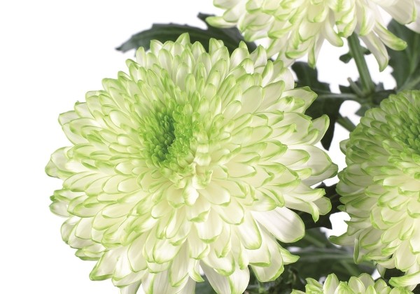 Chrysanthemum, daudzziedu Zembla Lime