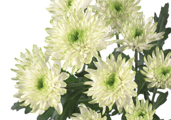 Chrysanthemum, daudzziedu Zembla Lime