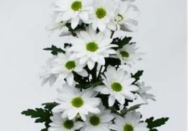 Chrysanthemum, daudzziedu Osako