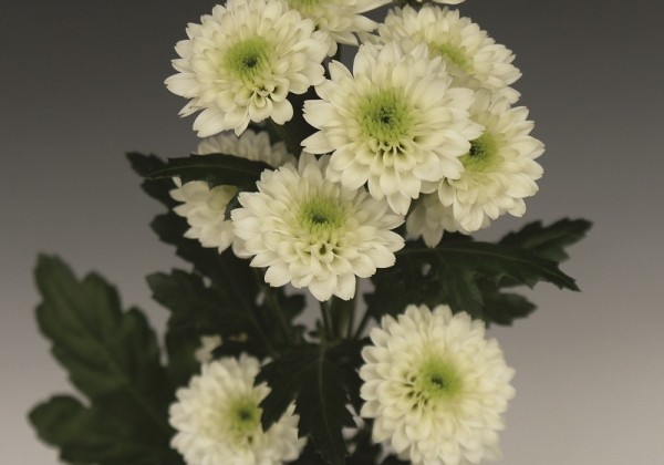 Chrysanthemum, Santini Honshu White