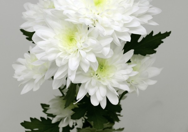 Chrysanthemum, daudzziedu Sapporo