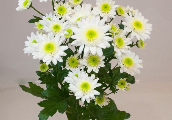 Chrysanthemum, daudzziedu Dalian White