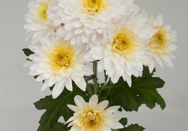 Chrysanthemum, daudzziedu Yeti White