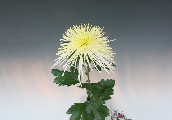 Chrysanthemum, lielziedu White Spider