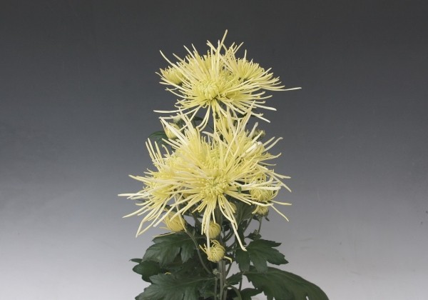 Chrysanthemum, lielziedu White Spider