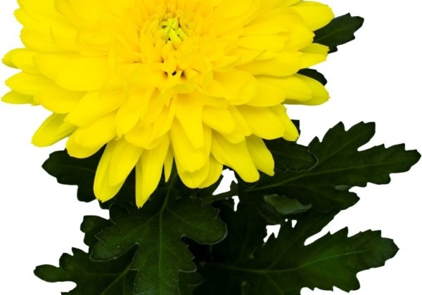 Chrysanthemum, daudzziedu Sapporo Yellow