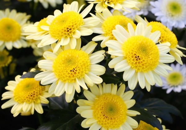 Chrysanthemum, daudzziedu Dalian Yellow
