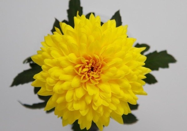 Chrysanthemum, daudzziedu Yeti Dark Yellow