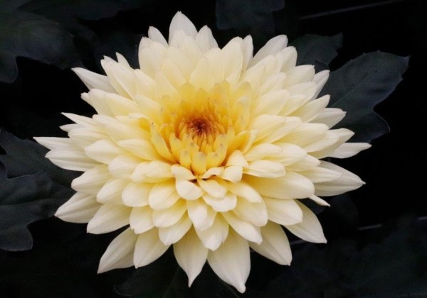 Chrysanthemum, daudzziedu Yeti Beach