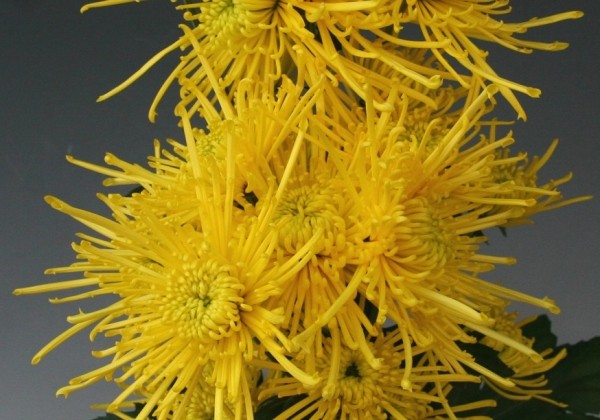 Chrysanthemum, lielziedu Golden Spider