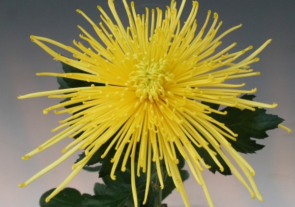 Chrysanthemum, lielziedu Golden Spider