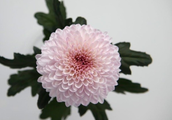 Chrysanthemum, daudzziedu Xian