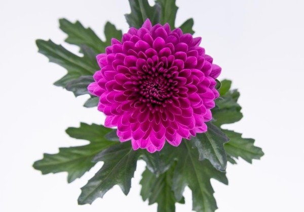 Chrysanthemum, daudzziedu Xian Purple