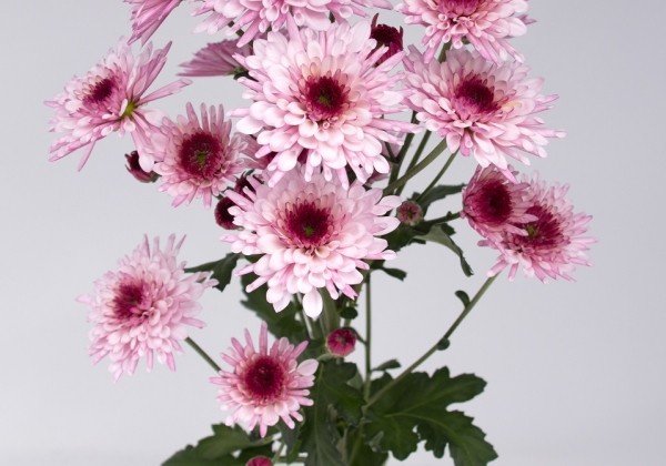 Chrysanthemum, daudzziedu Adana Pink