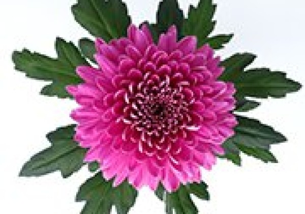 Chrysanthemum, lielziedu Tiflis