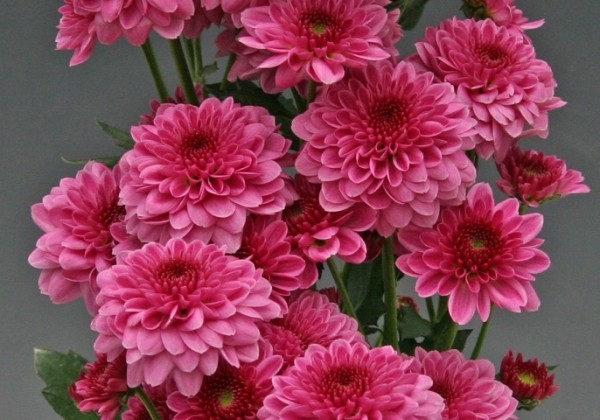 Chrysanthemum, daudzziedu Sanya