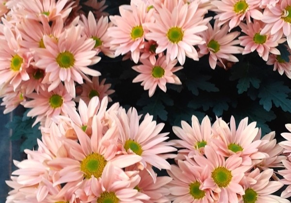 Chrysanthemum, daudzziedu Delhi Apricot