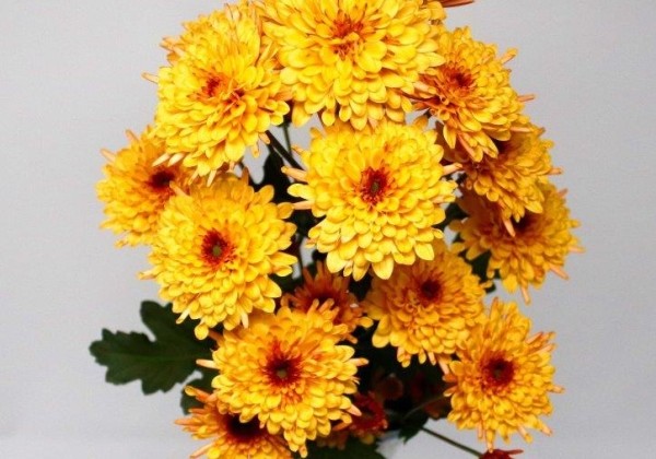 Chrysanthemum, daudzziedu Adana Orange Imp