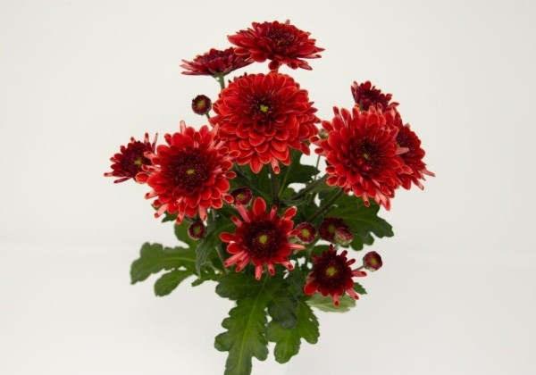 Chrysanthemum, daudzziedu Adana Red