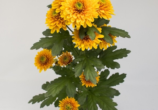 Chrysanthemum, daudzziedu Ceylon
