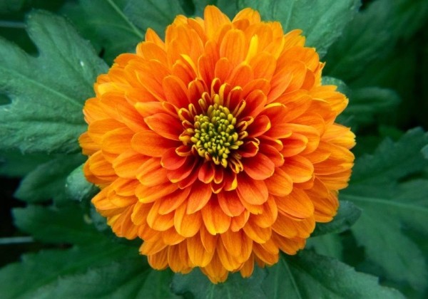Chrysanthemum, daudzziedu Ceylon Copper