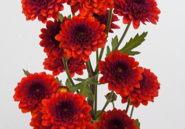 Chrysanthemum, daudzziedu Madras Red