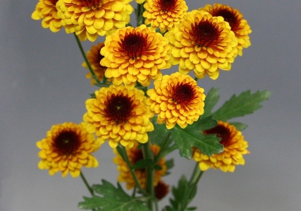 Chrysanthemum, Santini Madras