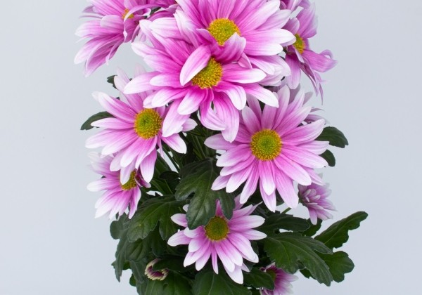 Chrysanthemum, daudzziedu Almaty