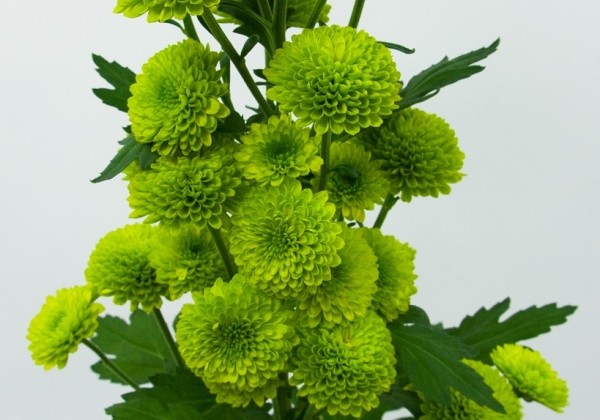Chrysanthemum, daudzziedu Hue