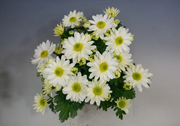 Chrysanthemum, vid. ziedu Pemba White