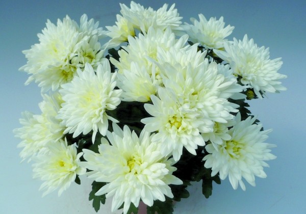 Chrysanthemum, vid. ziedu Smola White