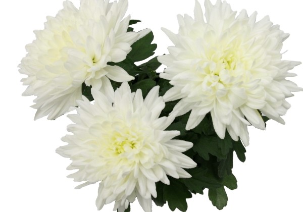 Chrysanthemum, vid. ziedu Smola White
