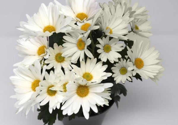 Chrysanthemum, vid. ziedu Tamalu White