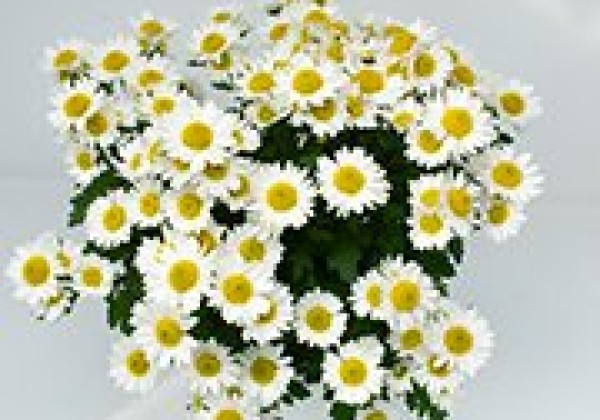Chrysanthemum, vid. ziedu Ibiza White